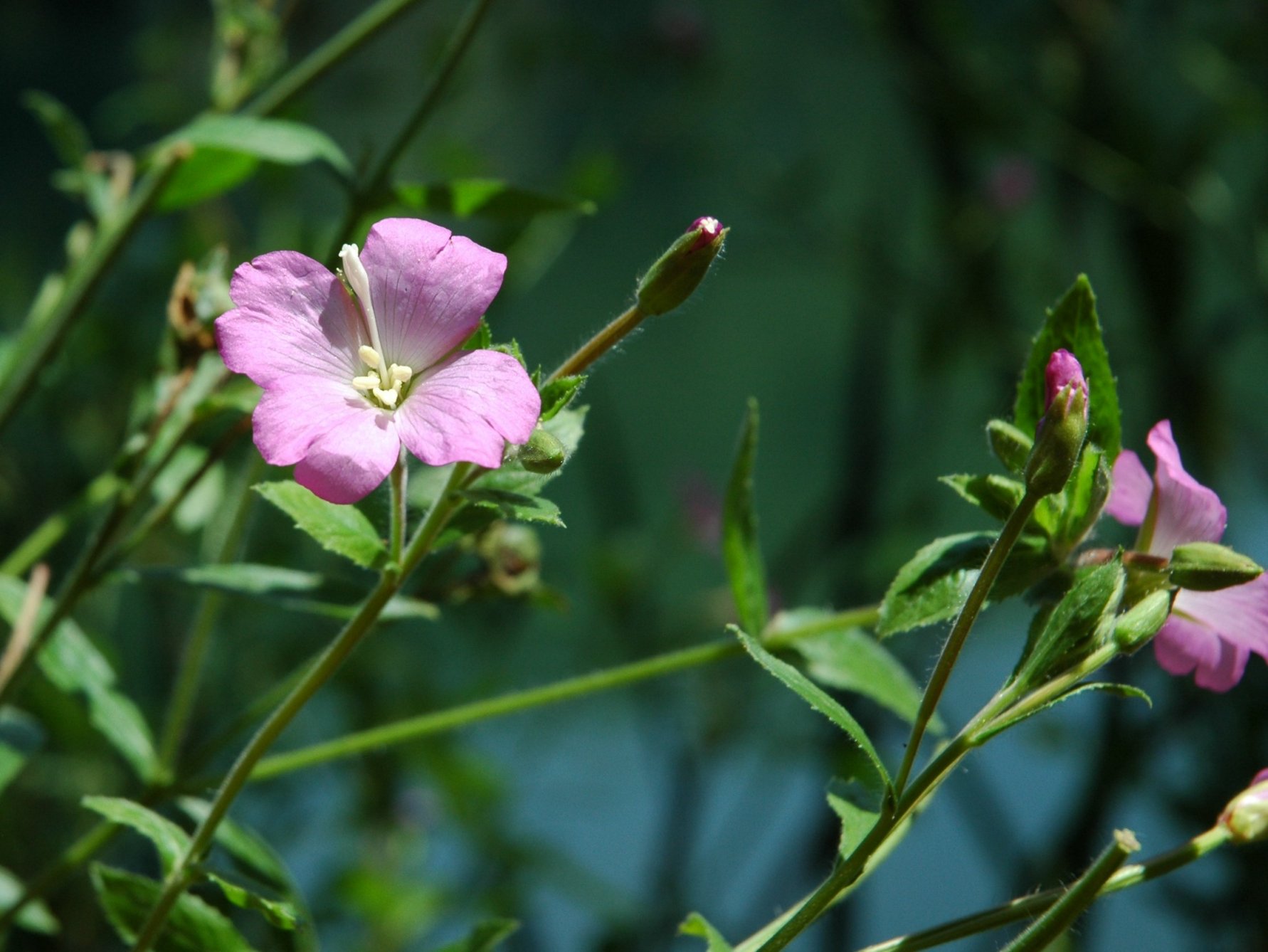 Epilobium hirsutum